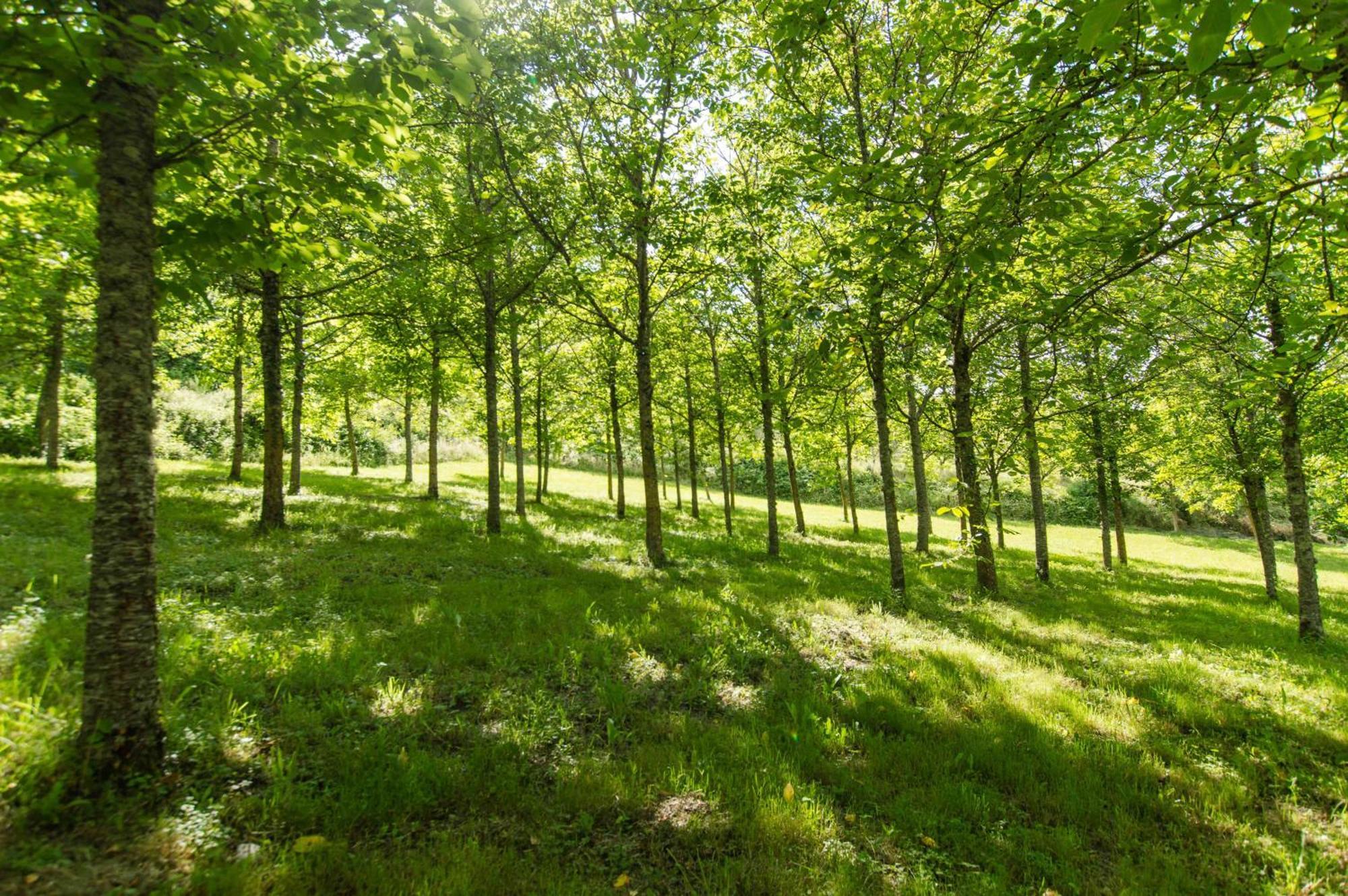 Agriturismo Podere La Casaccia Poppi Eksteriør billede